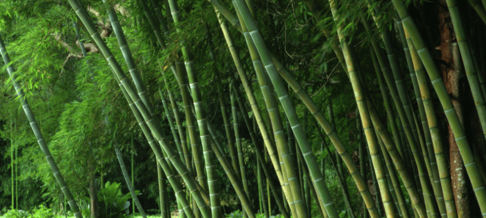 5120x1440p 329 bamboo