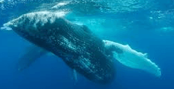 blue whale south africa bitten in half 2020