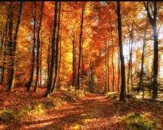 5120x1440p 329 fall backgrounds