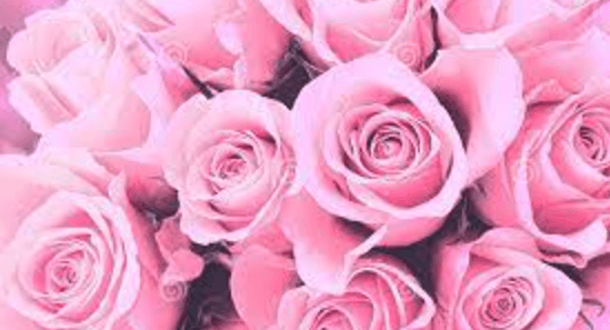 5120x1440p 329 roses background