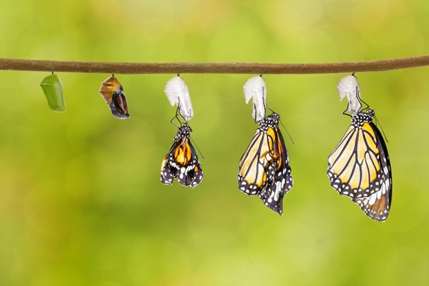 Difference Between Chrysalis and Cocoon