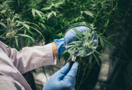 Louisiana Marijuana Doctor: How to Get Certified, Renew Your Recommendation, and Maintain Legal Access